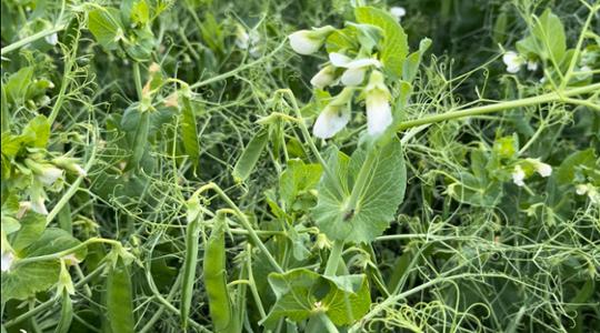 peas