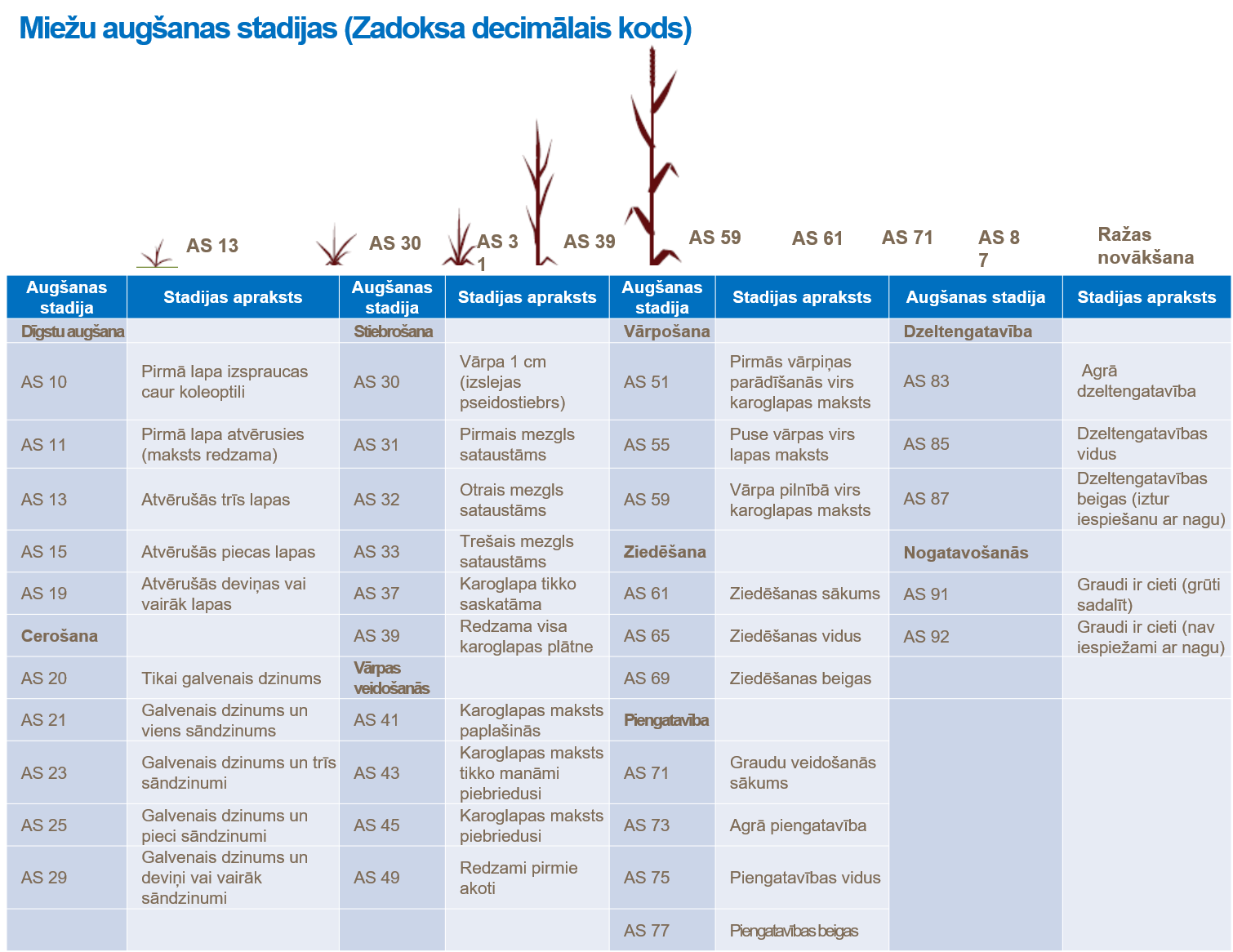 Miežu augšanas stadijas (Zadoksa decimālais kods).png