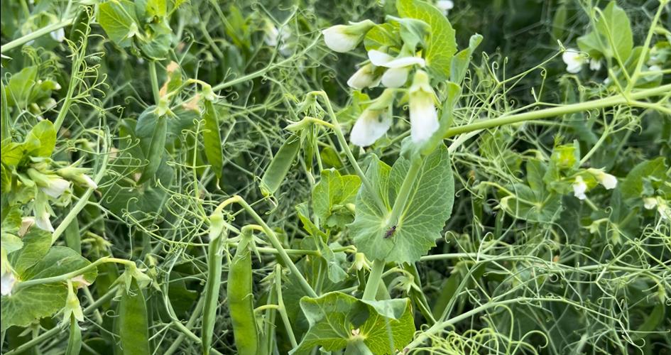 peas