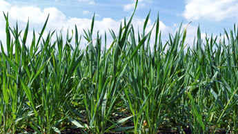 Dzinumu parādīšanās