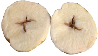 Kartupeļu plaisāšana