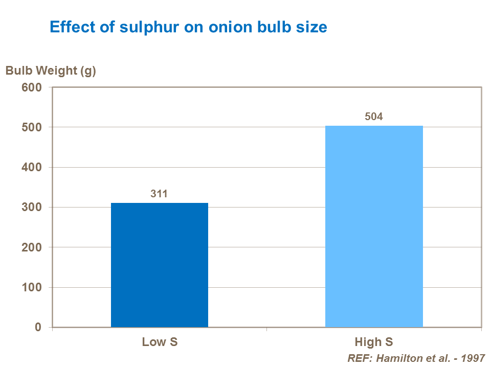 Effect of sulphur on onion bulb size