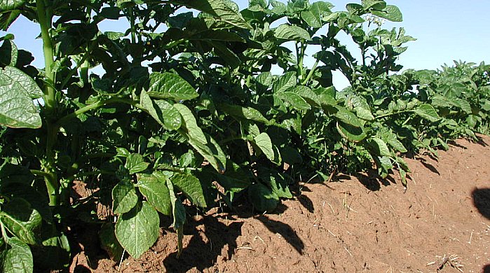 Vagošana sekmē drenāžu un atvieglo ražas novākšanu 