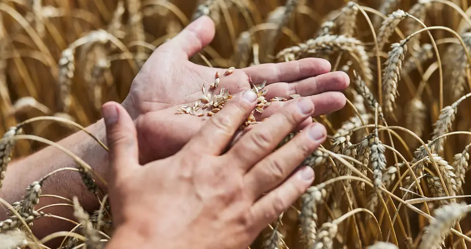 grains