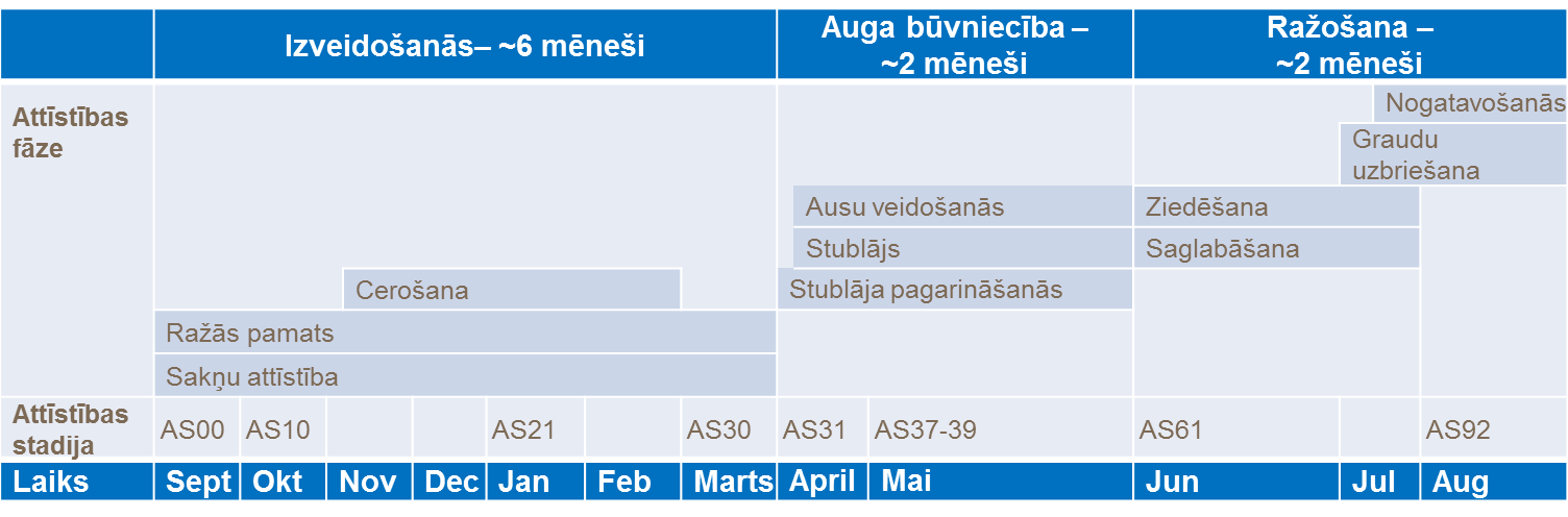 Auzas - attīstības stadijas.png