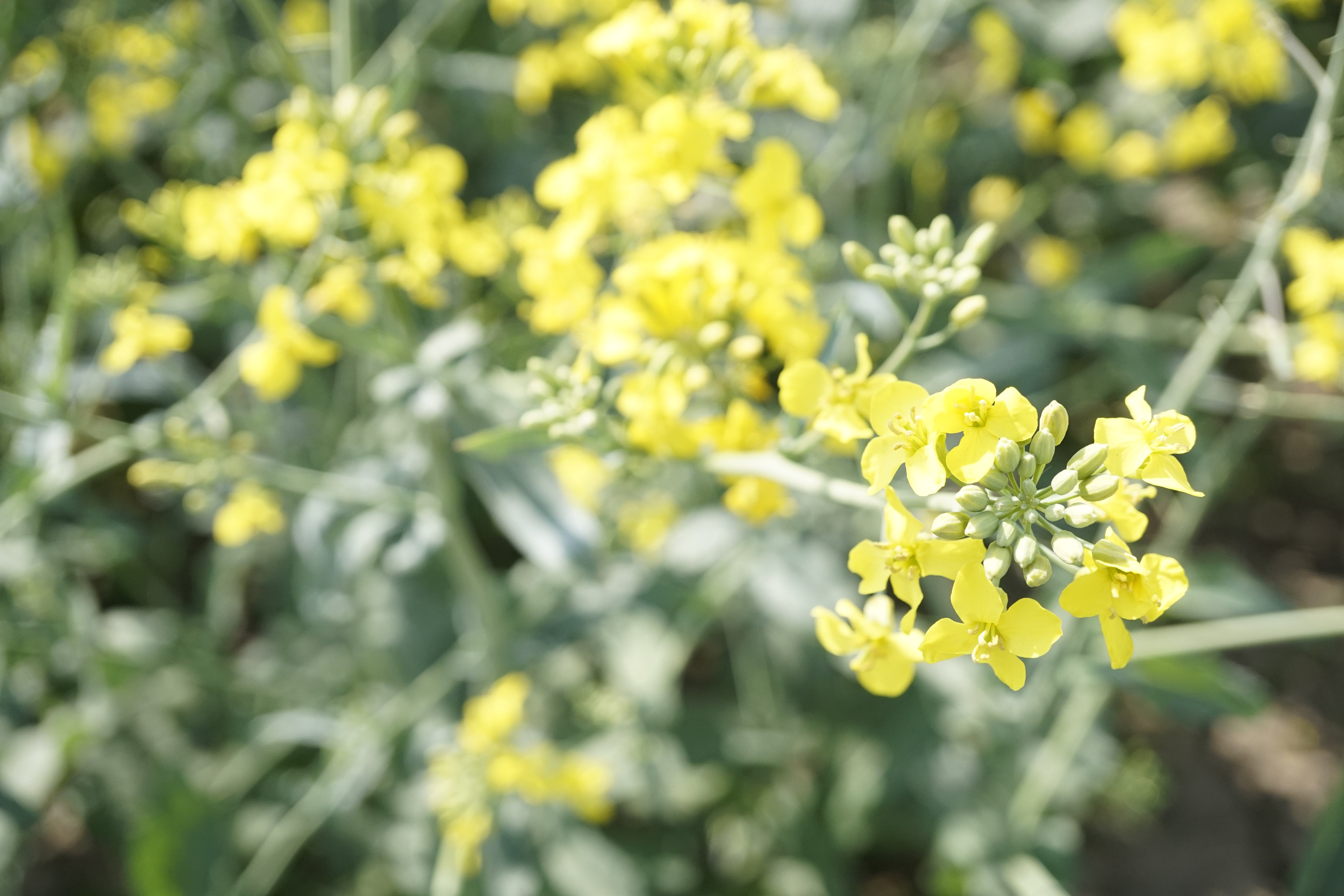 Oilseedrape