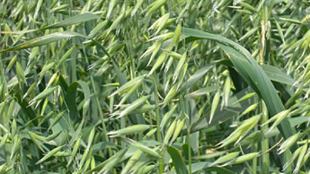 Karoglapas un graudu veidošanās