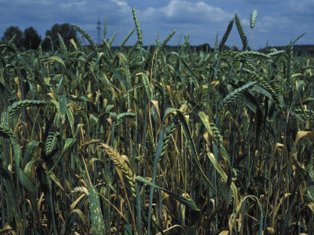 Kāpēc graudaugiem nepieciešami mikroelementi?